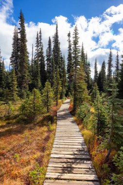 Kanada doğasında doğa yürüyüşü. Sunny Güz Sezonu.