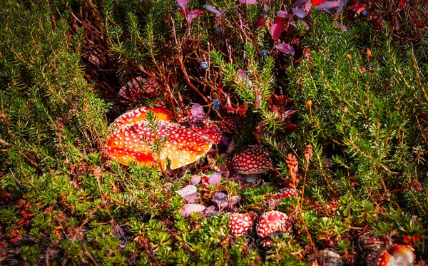 Amanita muscaria jesienią w Parku Prowincji Garibaldi — Zdjęcie stockowe
