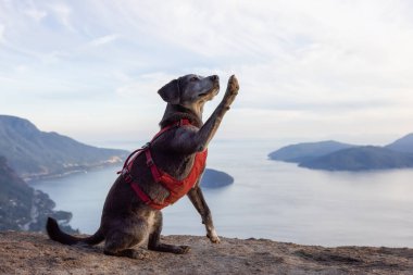 Bir dağın tepesinde maceraperest küçük bir köpek.
