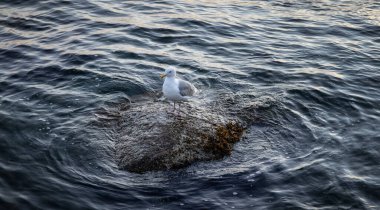 Pasifik Okyanusu 'nun batı kıyısında bir kayanın üzerinde oturan martı..