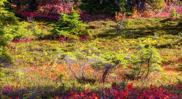 Деревья и дикие цветы в Канаде. — стоковое фото