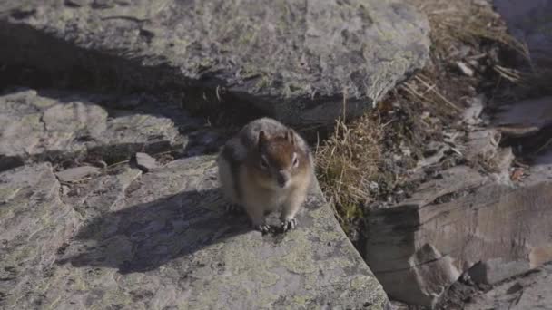 Small Chipmunk up on a rocky Canadian Mountain. — Stock Video