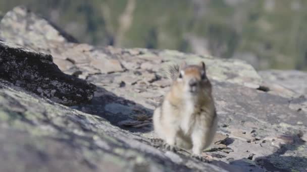 Small Chipmunk up on a rocky Canadian Mountain. — Stock Video