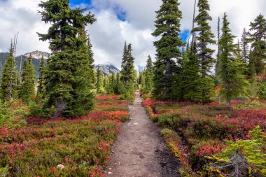 Kanada doğasında doğa yürüyüşü. Sunny Güz Sezonu.