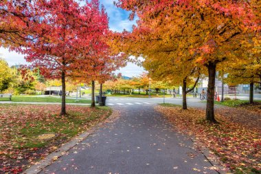 Stanley Park 'ta yaya ve bisiklet yolu.
