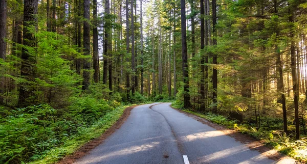 Caminho de bicicleta cênica na floresta tropical canadense verde. — Fotografia de Stock