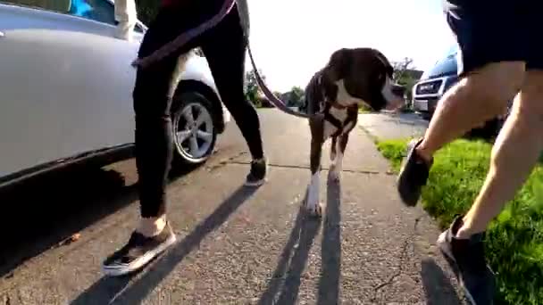 一对成年夫妇和一只狗在公园里散步 — 图库视频影像