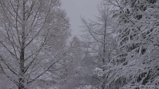 Neuschnee in der Wohngegend im Winter. — Stockvideo
