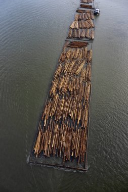 Fraser Nehri 'nde bir römorkör tarafından çekilen kütükler..