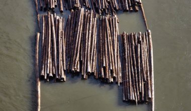 Fraser Nehri 'nde bir römorkör tarafından çekilen kütükler.