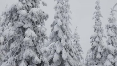 Evergreen Ağaçları karlı bir kış günü Beyaz Kar ile kaplandı.
