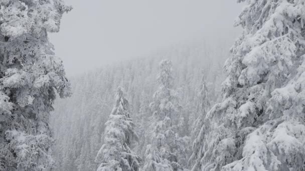 Αειθαλή δέντρα καλυμμένα με λευκό χιόνι κατά τη διάρκεια μιας χιονισμένης χειμωνιάτικης ημέρας. — Αρχείο Βίντεο