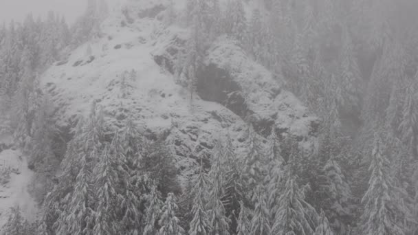 Evergreen Trees bedeckt mit weißem Schnee an einem verschneiten Wintertag. — Stockvideo
