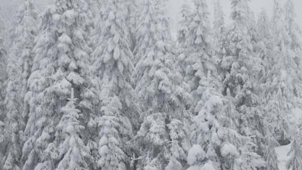 Evergreen Trees covered in White Snow during a snowy winter season day. — Αρχείο Βίντεο