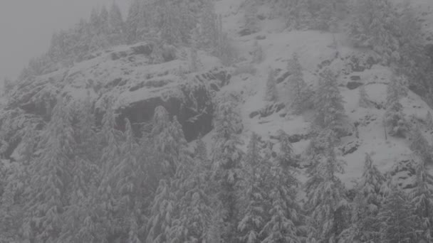Alberi sempreverdi ricoperti di neve bianca durante una giornata invernale innevata. — Video Stock