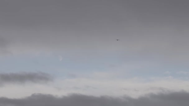 Fåglar flyger på himlen med mörk molnig himmel på Stilla havets västkust — Stockvideo