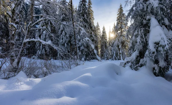 Natura Canadese, Alberi nella foresta, Neve Invernale, Cielo Soleggiato. — Foto Stock