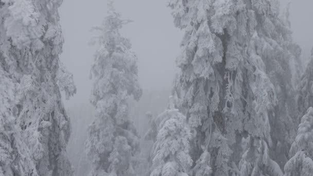 Αειθαλή δέντρα καλυμμένα με λευκό χιόνι κατά τη διάρκεια μιας χιονισμένης χειμωνιάτικης ημέρας. — Αρχείο Βίντεο
