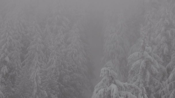 Örökzöld fák borított fehér hó alatt egy havas téli szezonban nap. — Stock videók