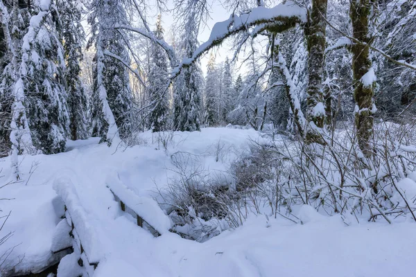 Turistická stezka v kanadské přírodě, Stromy v lese, Zimní sníh, Slunečné nebe. — Stock fotografie