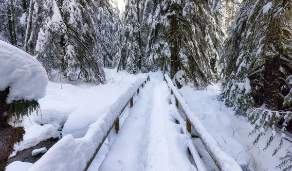Kanada Doğasında Yürüyüş Yolu, Ormanda Ağaçlar, Kış Karı, Güneşli Gökyüzü. — Stok fotoğraf