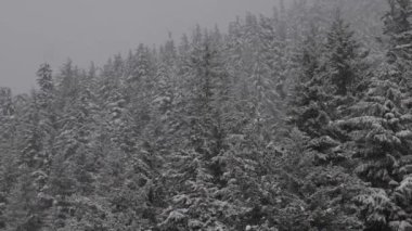 Evergreen Ağaçları karlı bir kış günü Beyaz Kar ile kaplandı.