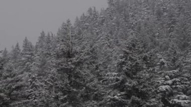 Evergreen Ağaçları karlı bir kış günü Beyaz Kar ile kaplandı.