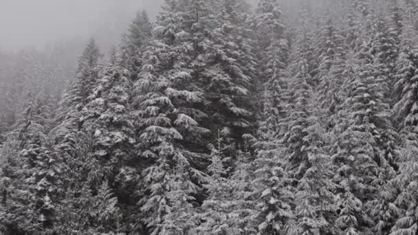 Árboles Evergreen cubiertos de nieve blanca durante un día de temporada de invierno nevado. — Vídeos de Stock