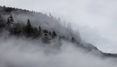 Evergreen Ağaçları bir dağın tepesinde, bulutlu ve sisli bir ormanda