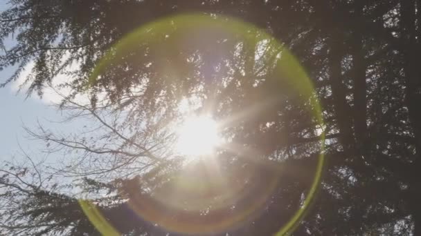 冬の間、近所の緑の木を通して輝く太陽. — ストック動画