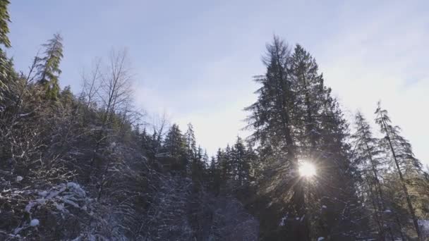 Río en la naturaleza canadiense, Árboles en el bosque, Nieve de invierno, Cielo soleado — Vídeo de stock