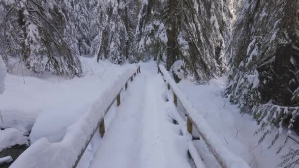 캐나다 자연의 히든 패스, 숲 속의 나무, 겨울 눈 , Sunny Sky. — 비디오