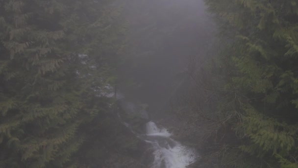 Ruisseau d'eau dans la nature canadienne avec des arbres verts pendant la journée brumeuse d'hiver. — Video
