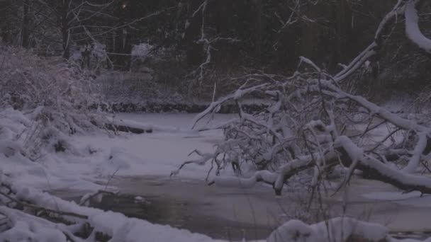 Widok na Lost Lagoon w słynnym Stanley Park w nowoczesnym mieście — Wideo stockowe