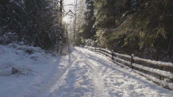 Sendero en la naturaleza canadiense, Árboles en el bosque, Nieve de invierno, Cielo soleado. — Vídeo de stock