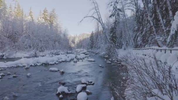 Řeka v kanadské přírodě, Stromy v lese, Zimní sníh, Slunečné nebe — Stock video