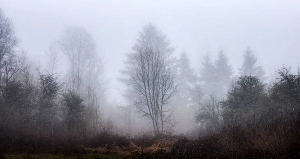 Kanadský deštný prales se zelenými stromy. Brzy ráno mlha v zimním období. — Stock fotografie