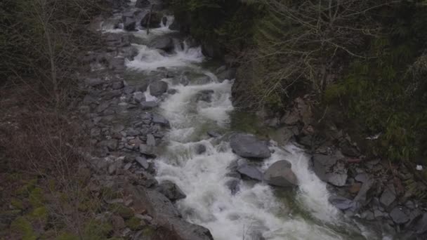 Kanada 'nın Nature bölgesindeki Water Creek sisli kış günlerinde yeşil ağaçlarla. — Stok video