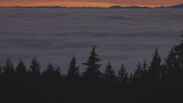 Canadian Nature View of Evergreen Trees on a mountain above the clouds. — Stock Video