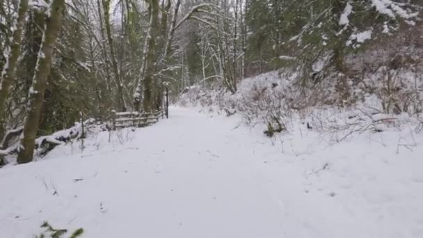 Sendero en la naturaleza canadiense, Árboles en el bosque, Nieve de invierno, Cielo soleado. — Vídeo de stock