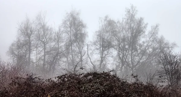 Kanadischer Regenwald mit grünen Bäumen. Frühmorgendlicher Nebel im Winter. — Stockfoto