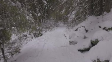 Kanada Doğasında Yürüyüş Yolu, Ormanda Ağaçlar, Kış Karı, Güneşli Gökyüzü.
