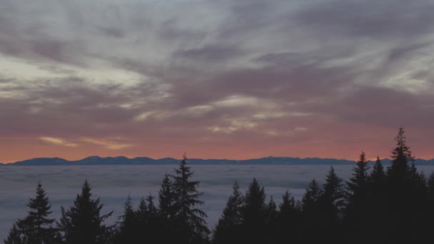 Canadian Nature View of Evergreen Trees on a mountain above the clouds. — Stock Video