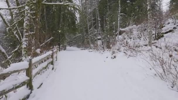 Sendero en la naturaleza canadiense, Árboles en el bosque, Nieve de invierno, Cielo soleado. — Vídeo de stock