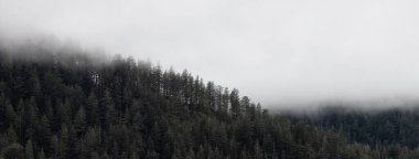 Evergreen Ağaçları bir dağın tepesinde, bulutlu ve sisli bir ormanda.