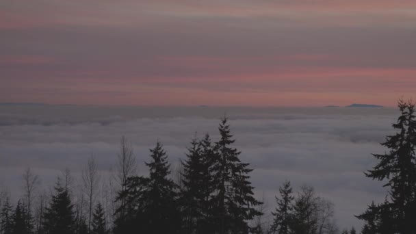 Vue sur la nature canadienne des arbres à feuilles persistantes sur une montagne au-dessus des nuages. — Video