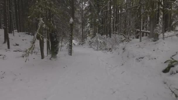 Διαδρομή πεζοπορίας στην Καναδική Φύση, Δέντρα στο Δάσος, Χειμερινό χιόνι, Sunny Sky. — Αρχείο Βίντεο