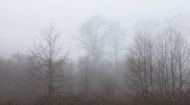 Yeşil ağaçlı Kanada yağmur ormanları. Kış mevsiminde sabah sisi.