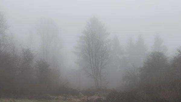 Forêt Tropicale Canadienne Aux Arbres Verts Brouillard Tôt Matin Hiver — Photo