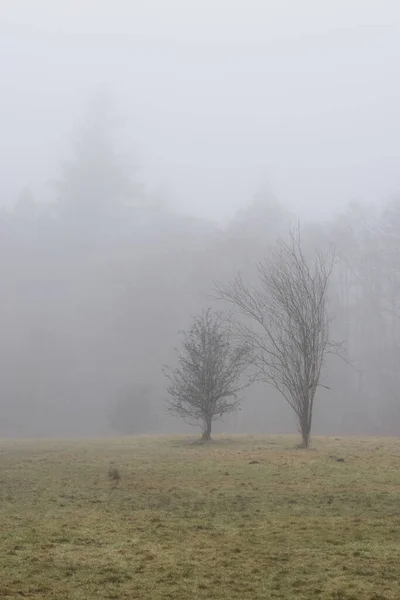 Floresta tropical canadense com árvores verdes. Nevoeiro de manhã cedo na estação de inverno. — Fotografia de Stock